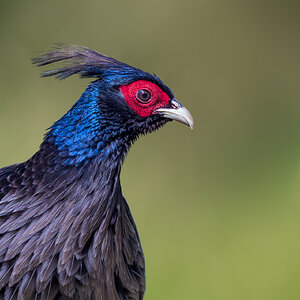 Kalij-Pheasant_RP12021-Edit.jpg