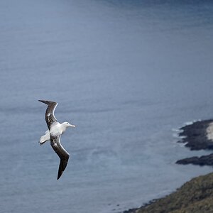 Royal Southern Albatross IF landscape c6 1360.jpg