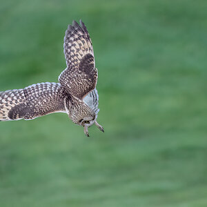 Short-eared-Owl_RP18204-Edit.jpg