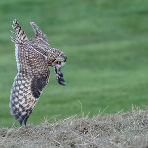 Short-eared-Owl_RP18208-Edit-2.jpg