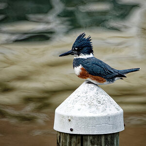 Female Belted Kingfisher.jpeg