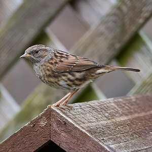 dunnock  2023.jpg