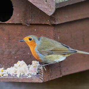 robin 2.1.23 (2).jpg