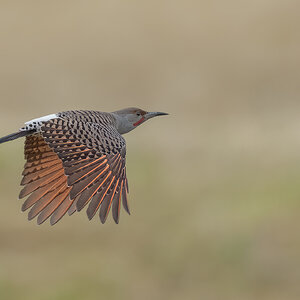 Northern-Flicker_RP14094-Edit.jpg