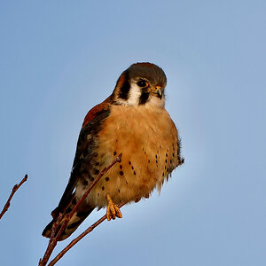 American Kestrel