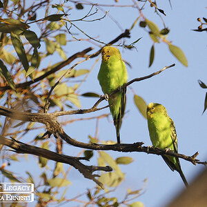 Nowingi, Budgies 14-01-2023 (333).JPG