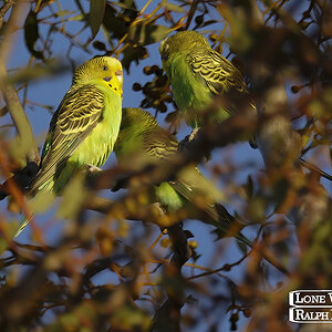 Nowingi, Budgies 14-01-2023 (409).JPG