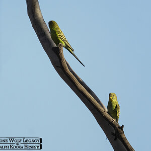 Nowingi, Budgies 14-01-2023 (804).JPG