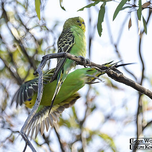 Nowingi, Budgies 14-01-2023 (826).JPG