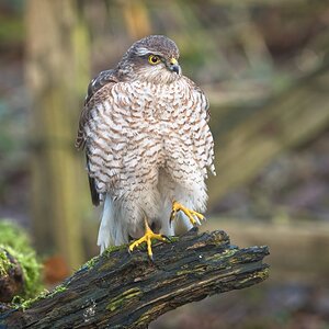 Male Sparrow Hawk