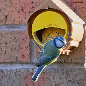 bluetit 2023 (2).jpg