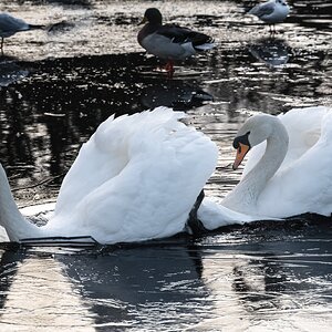 ice_breaking_swans-1.jpg