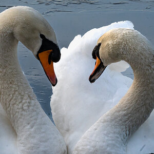 lover_swans-2.jpg