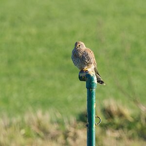 Kestrel Perched.jpg