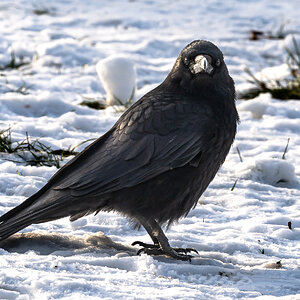 crow_in_snow-6.jpg