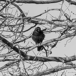 crow_in_tree_bw-1.jpg