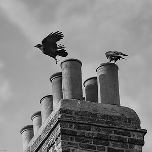 crows_inflight_bw-3.jpg