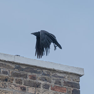 crows_inflight-4.jpg