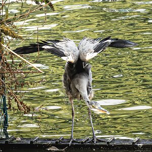 crane_pose-1.jpg