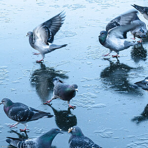 pigeons_on_ice-3.jpg