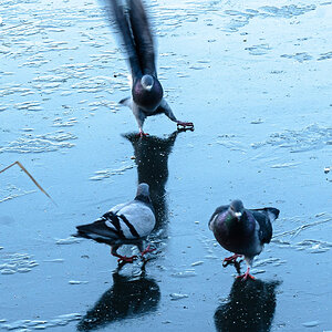 pigeons_on_ice-4.jpg