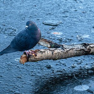 pigeon_frozenpond-1.jpg