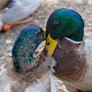 ducks_fighting-5.jpg