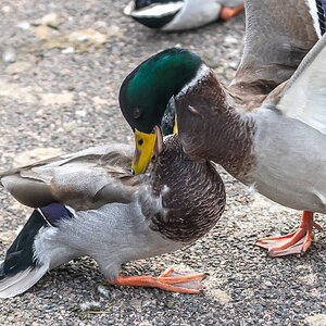 ducks_fighting-2.jpg