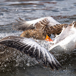 goose_fight-1.jpg