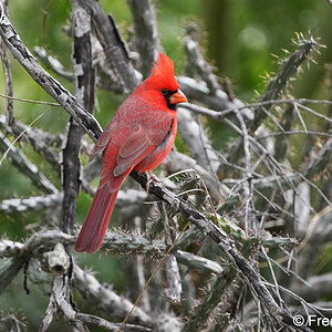 northern cardinal_male A7r5_557.JPG