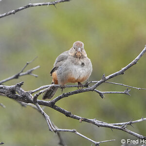 canyon towhee A7r5_430.JPG