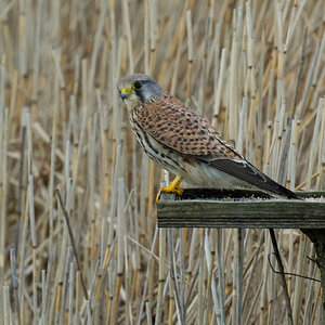 Kestrel Bird Table Co.jpg