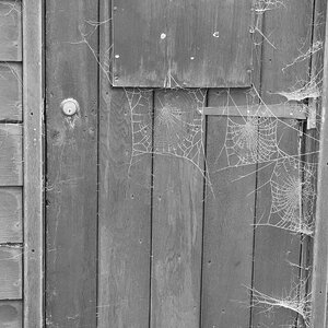 spiderweb_door-1.jpg