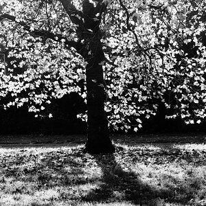 glowing_tree_bw-1.jpg