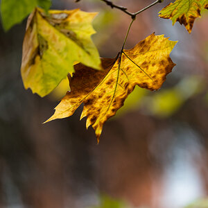 dying_leaf_natural-1.jpg