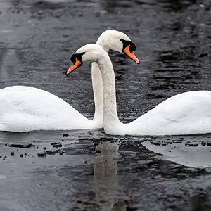 swan_passing-1.jpg