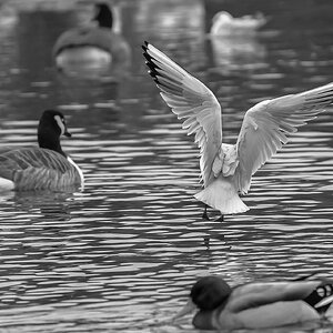 seagull_landing_bw_LC-1.jpg