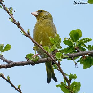 greenfinch  2022 2.jpg