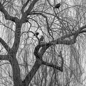 crow_tree_bw-1.jpg