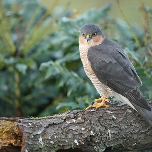 Sparrowhawk-DSC09220-2048px.jpg