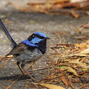 3 fairywren.jpg