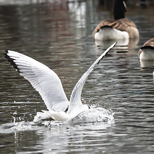 seagull_landed3-2.jpg