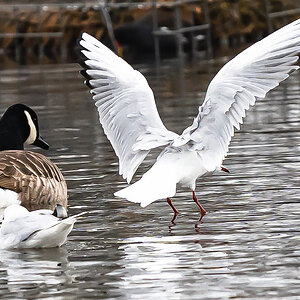 seagull_landed4-2.jpg