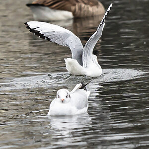 seagull_landed5-1.jpg