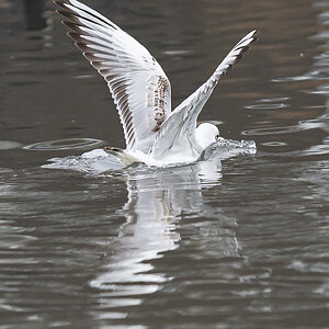 seagull_sailing2-1.jpg