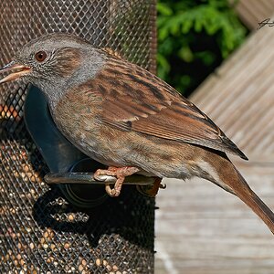 dunnock 2022.jpg