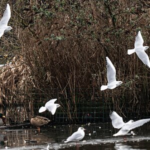 seagull_flight-1.jpg