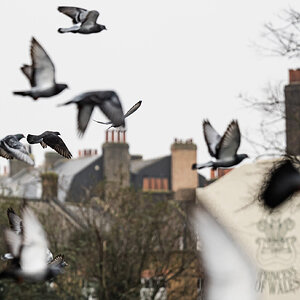 pigeon_flight-1.jpg