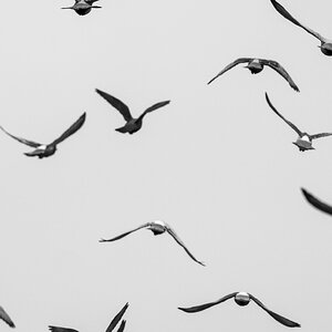 pigeon_flight-5.jpg