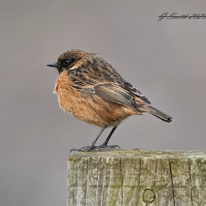 stonechat 2023 13.jpg